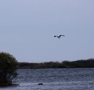 [Osprey flying over water with a fish in its grip.]